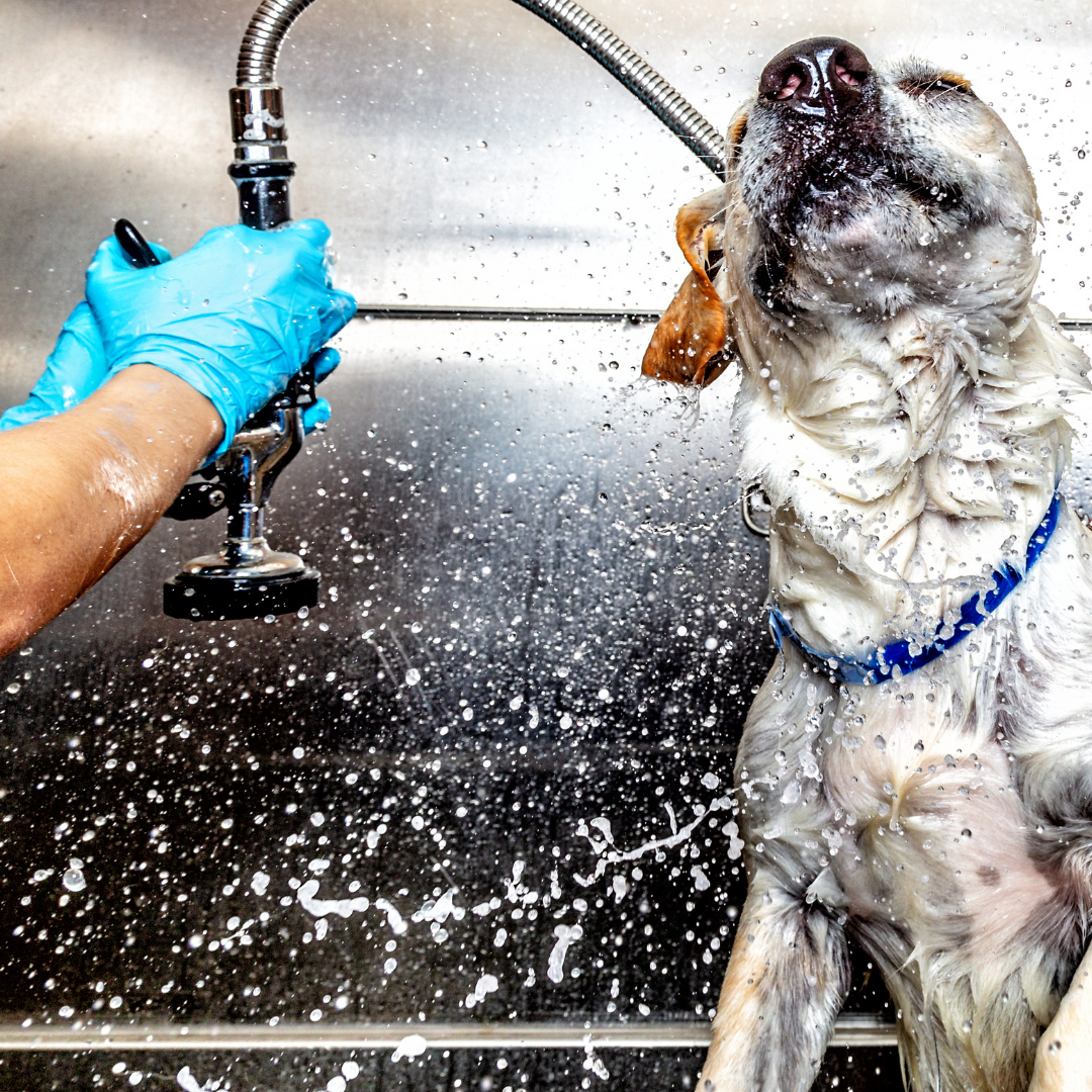 Dog getting a bath with shower spray.
