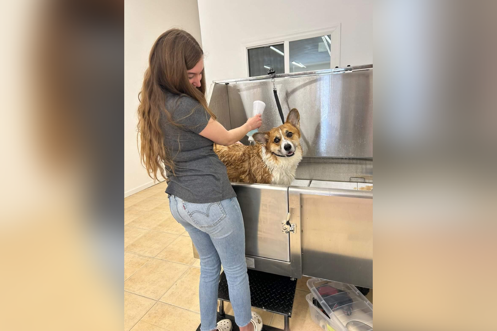 Woman bathing corgi in grooming tub.