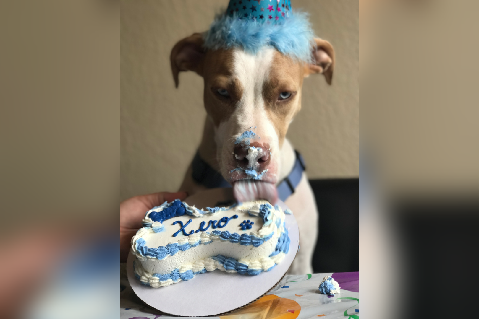 Dog with cake and birthday hat.