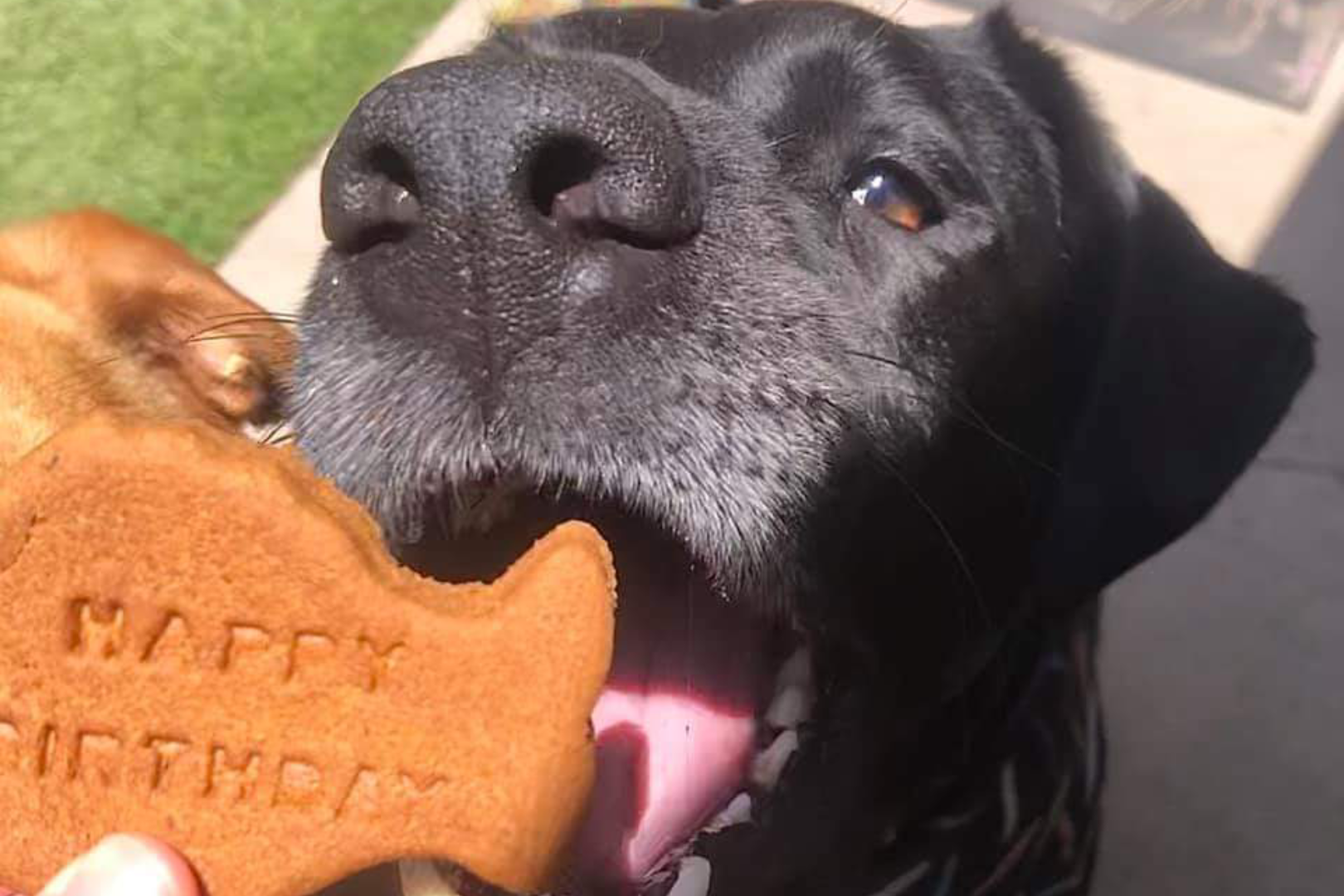 Dog enjoying a birthday-shaped treat.