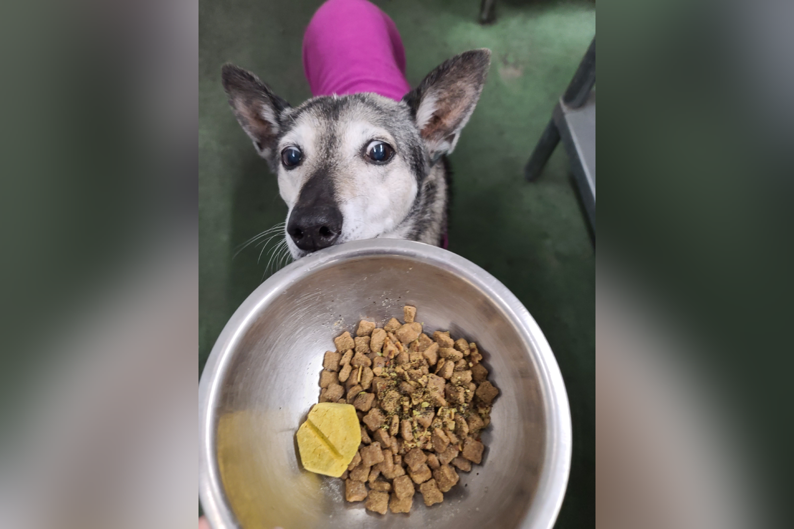 Dog eagerly looking at food bowl.