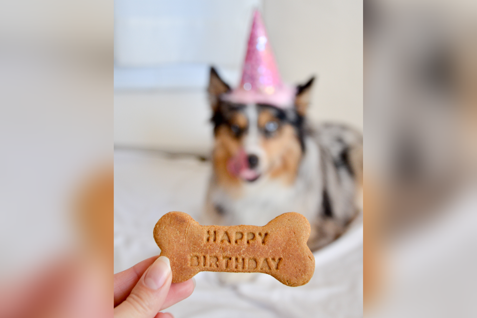 Dog wearing hat with birthday treat.