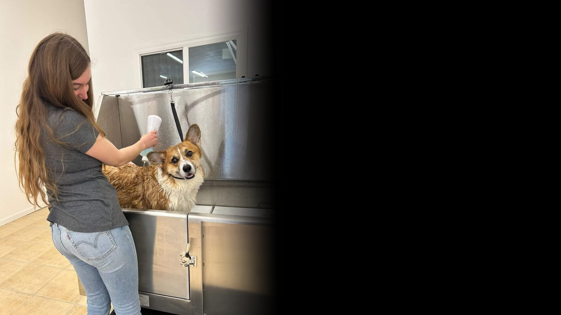 Woman bathing a corgi in grooming tub.