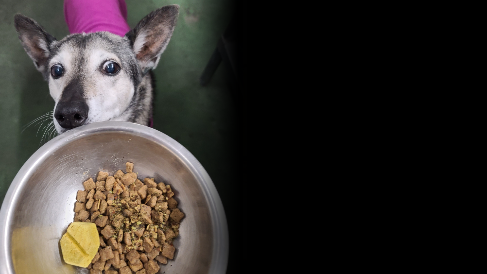 Dog looking at bowl of kibble.