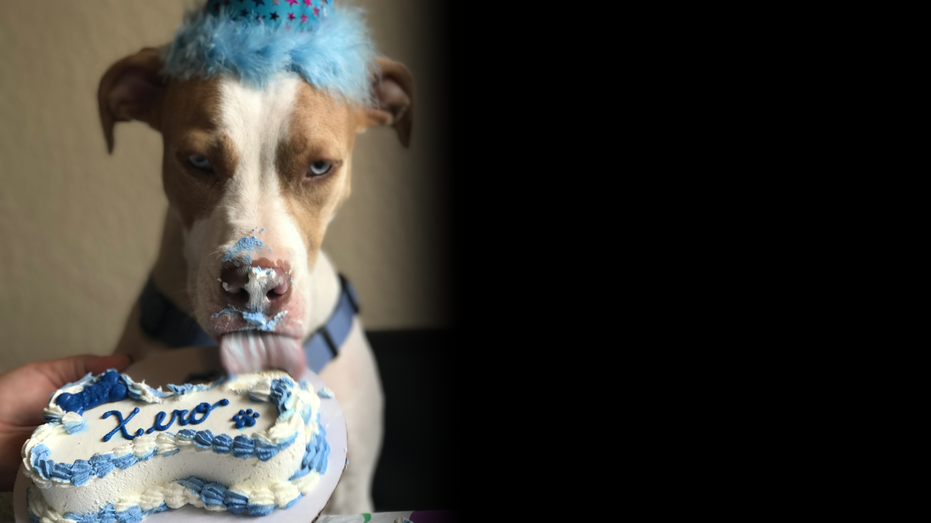 Dog with blue frosting and cake.