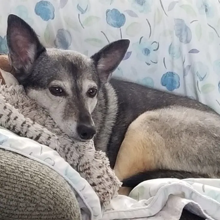 Dog resting on a couch with blanket.