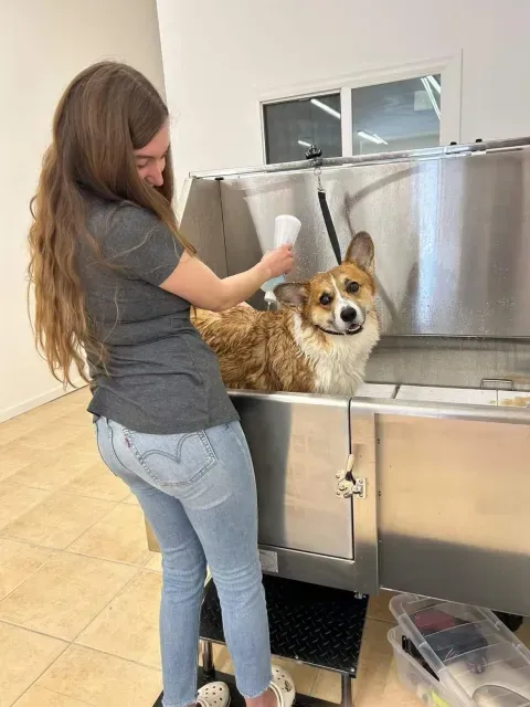 Woman bathing a corgi in tub