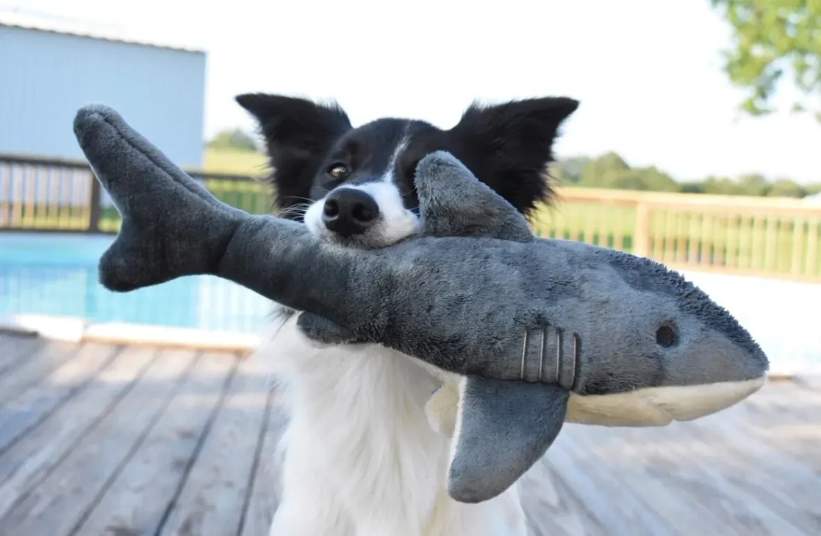 Playful dog with shark toy by pool