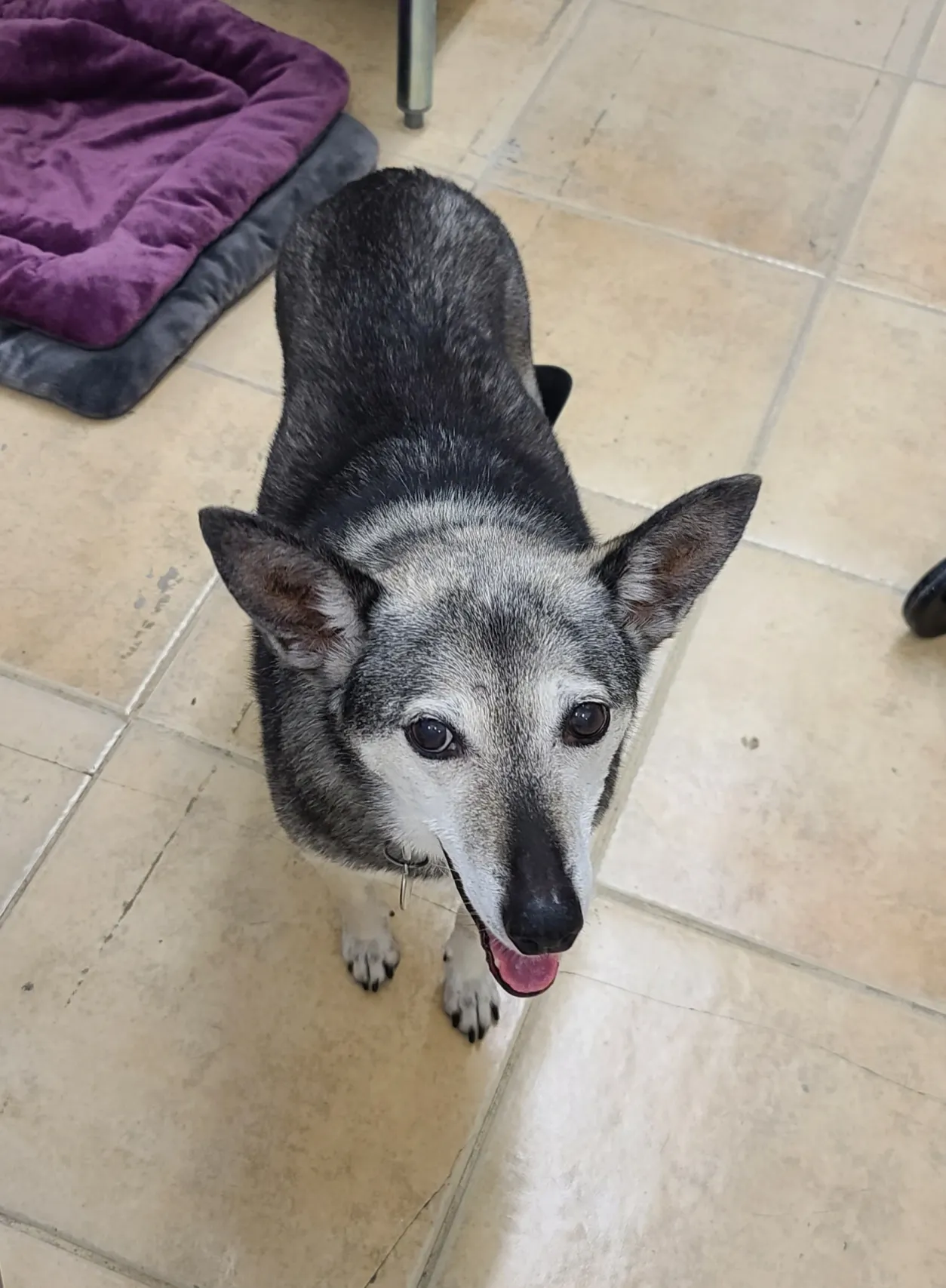 Smiling dog standing on tiled floor.