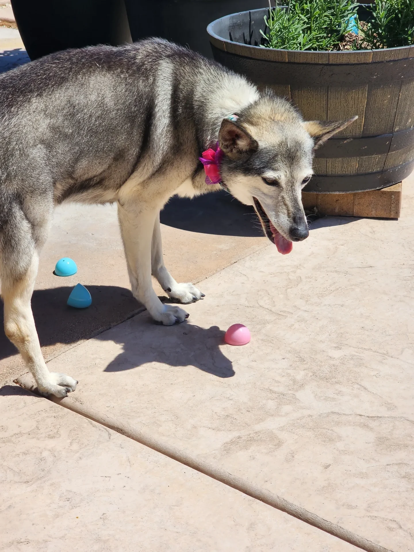 Dog with toys near potted plant.