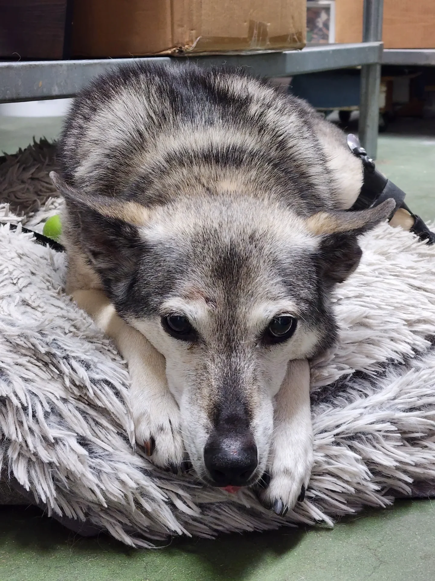 Dog resting on a fluffy bed.