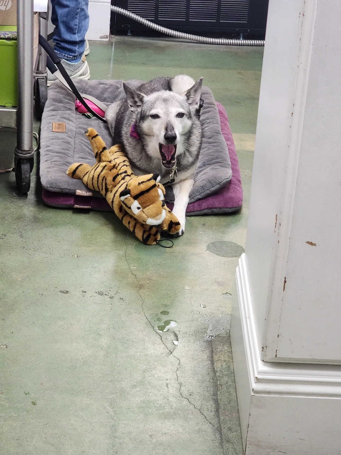 Dog on bed with tiger plush toy.