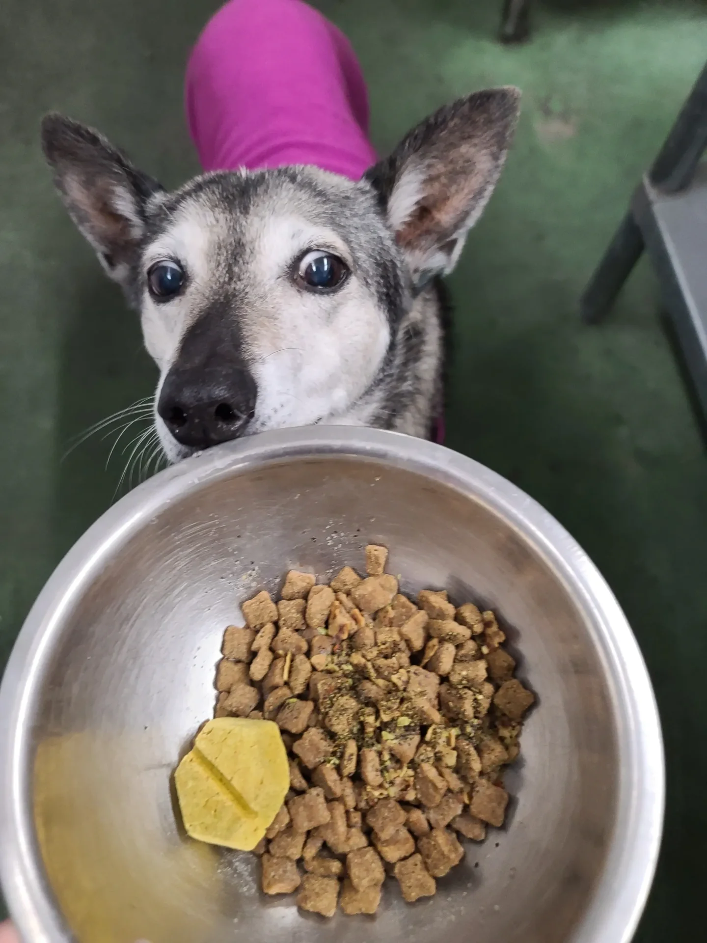 Dog looking at bowl of kibble.