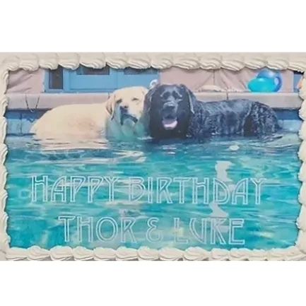 Two dogs in a pool, birthday cake.