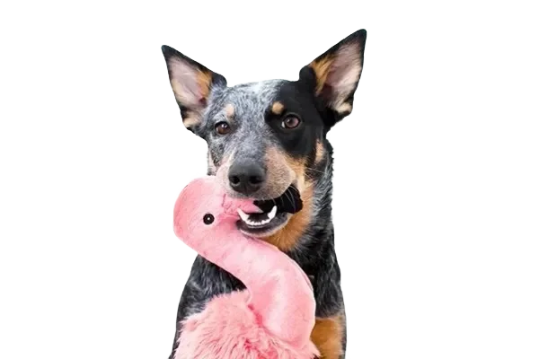 Dog holding a pink plush toy.