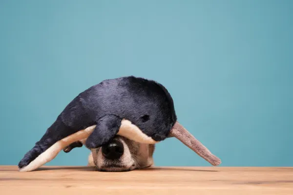 Cute dog beneath whale toy
