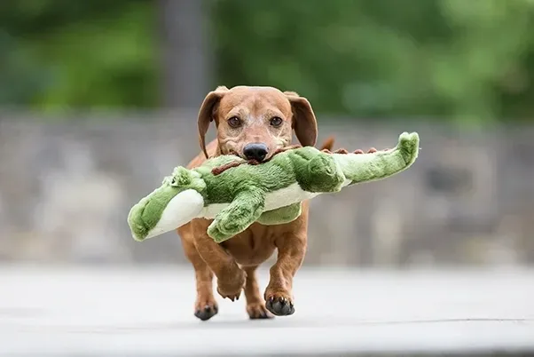 Happy dog playing with toy outside
