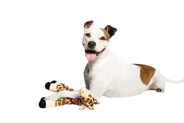 Smiling dog with giraffe plush toy.