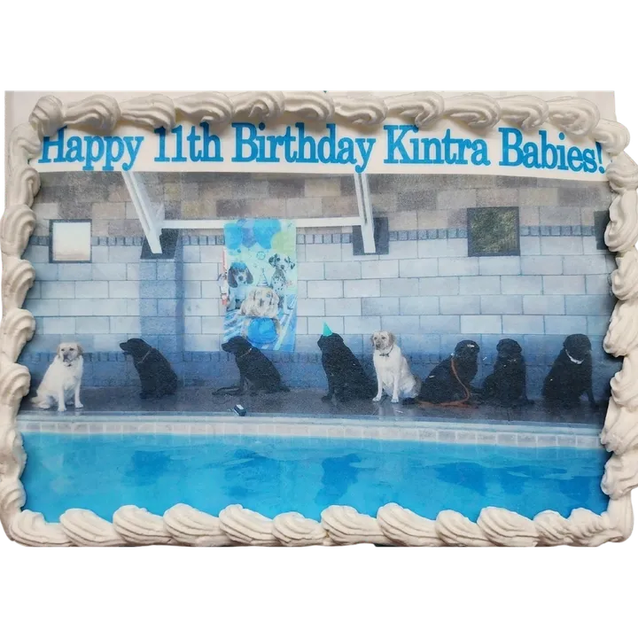Dog-themed birthday cake by a pool.
