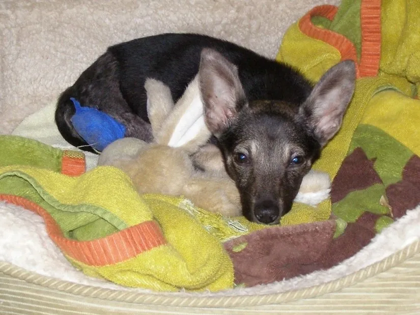 Puppy resting with a colorful blanket.
