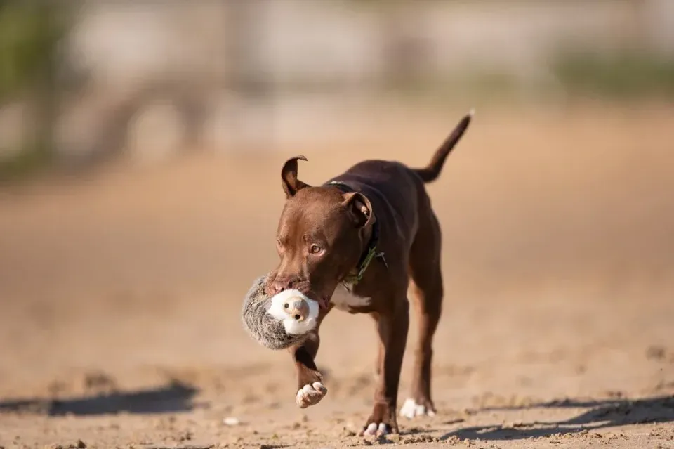 Puppy carrying toy in its mouth