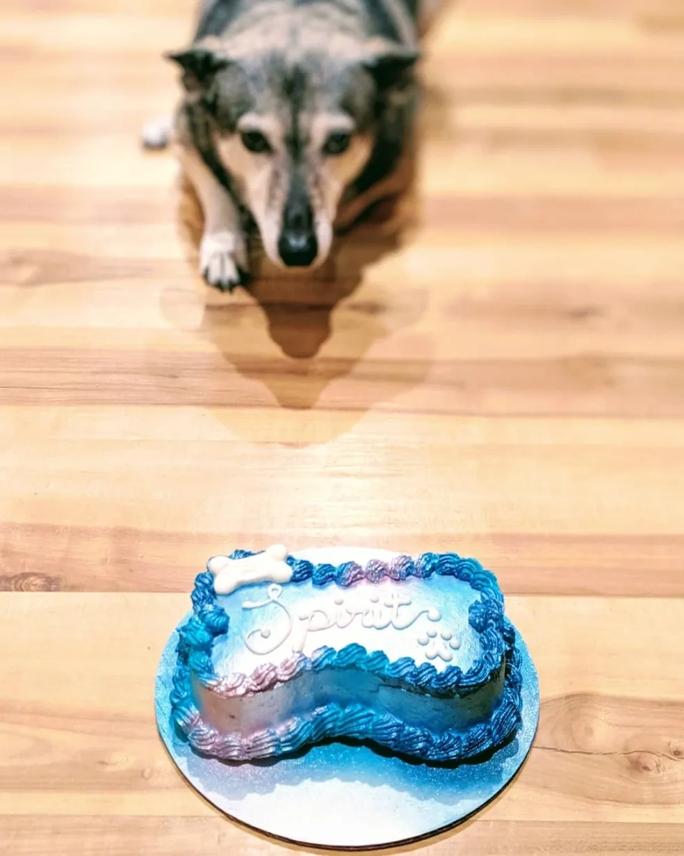 Dog eagerly eyeing a colorful dog cake.