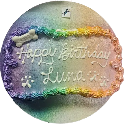 Colorful pet cake with bone decoration