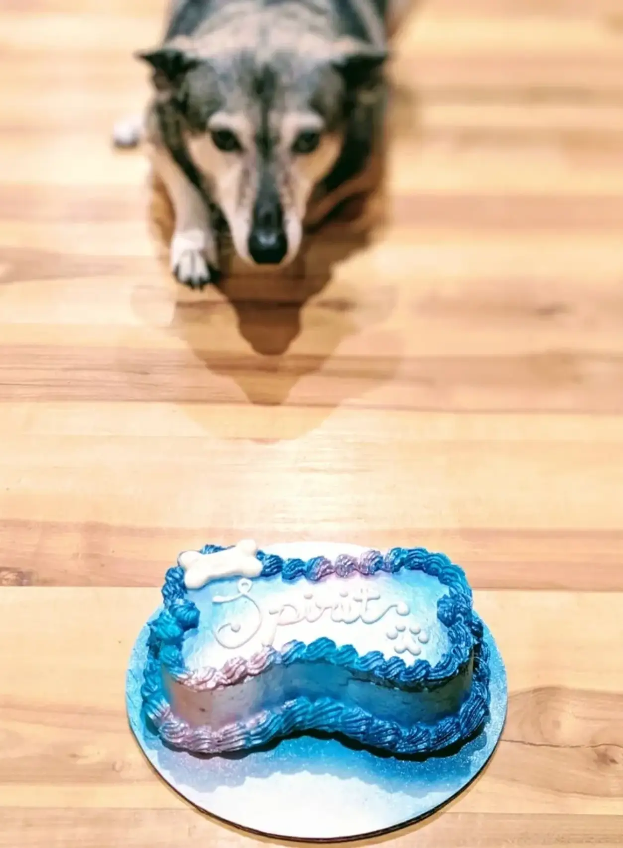 Dog eagerly eyeing a colorful dog cake.