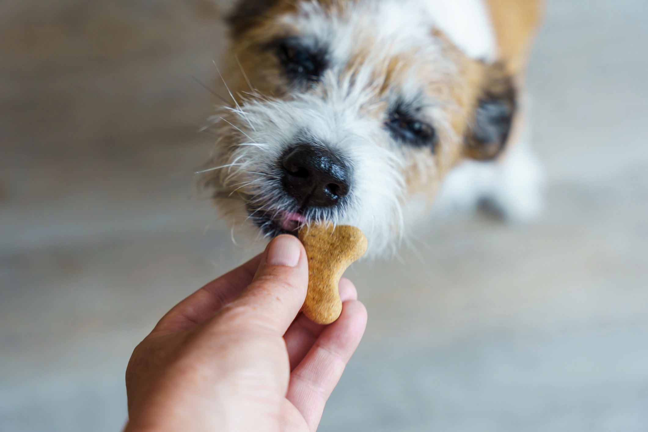 Terrier dog getting a snack
